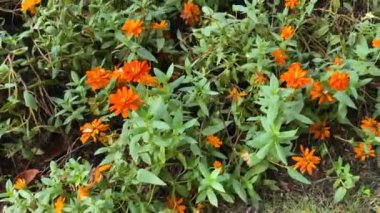 Tao Dan Parkı 'ndaki turuncu çiçek manzarası