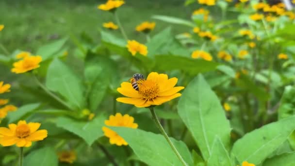 Gros Plan Une Abeille Domestique Qui Collecte Pollen — Video