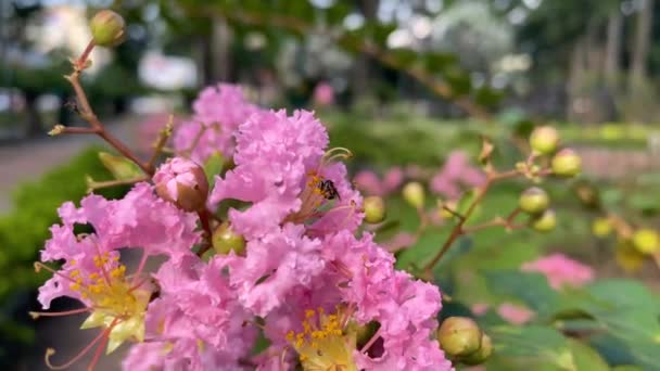 Primo Piano Ape Mellifera Che Raccoglie Polline Sulla Lagerstroemia Speciosa — Video Stock