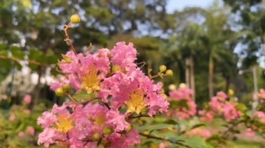 Bir Bal Arısı 'nın Tao Dan Parkı' ndaki lagerstroemia türünün polenlerini topladığı yakın plan.