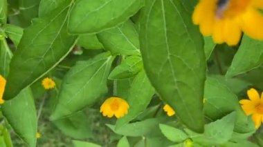 Polen Toplayan Bal Arısı 'nın Yakın Çekimi