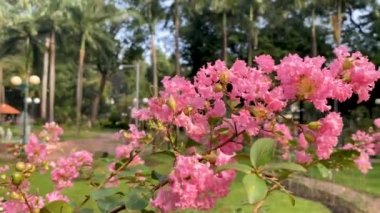 Bir Bal Arısı 'nın Tao Dan Parkı' ndaki lagerstroemia türünün polenlerini topladığı yakın plan.