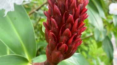 Le Thi Rieng Park, Ho Chi Minh City 'deki bahçede Cheilocostus Specosus' un yakın çekim sahnesi
