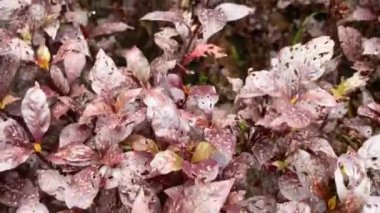 Le Thi Rieng Park, Ho Chi Minh City, Vietnam 'daki Alternanthera Dentata' nın yüksek açılı sahnesi.