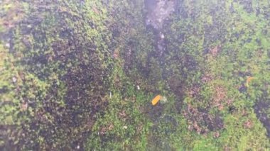 Yosunlu kayalık dağ manzarası