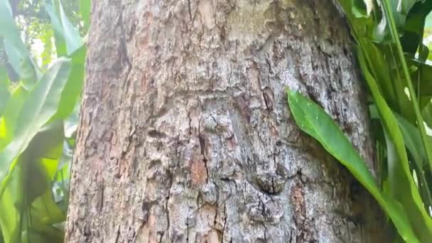 Close Pohon Nacre Taman Tao Dan Chi Minh City — Stok Video