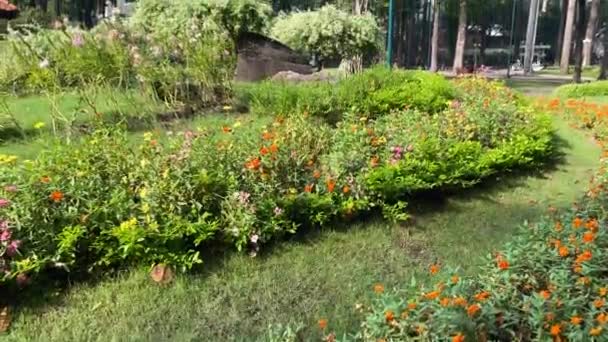 Pohled Oranžový Květ Zemi Scénu Parku Tao Dan — Stock video
