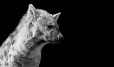 Siyah Arkaplanda Tehlikeli Vahşi Benekli Sırtlan Yüzü