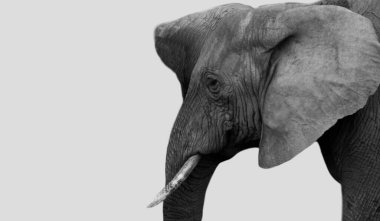 Beyaz Arkaplanda Şirin Afrika Fil Yüzü