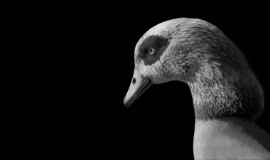 Güzel Siyah ve Beyaz Mısır Kaz Kapalı Yüzü