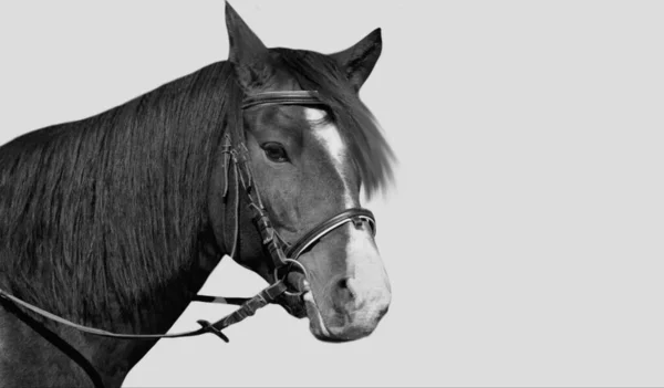 Preto Branco Bonito Cavalo Fechar Rosto Fundo Branco — Fotografia de Stock