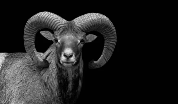 黒の背景に大きな角を持つヤギ — ストック写真