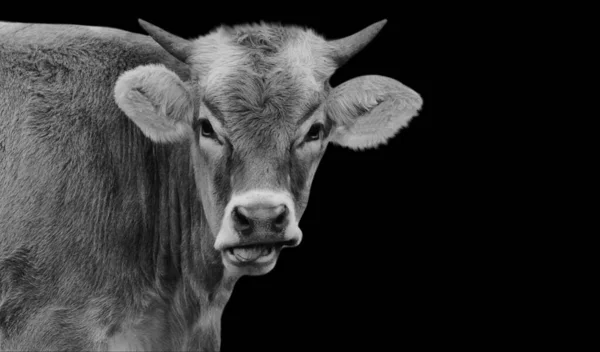 Vaca Negra Blanca Comiendo Fondo Negro — Foto de Stock