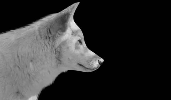 Krásné Bílé Dingo Pes Tvář Černém Pozadí — Stock fotografie