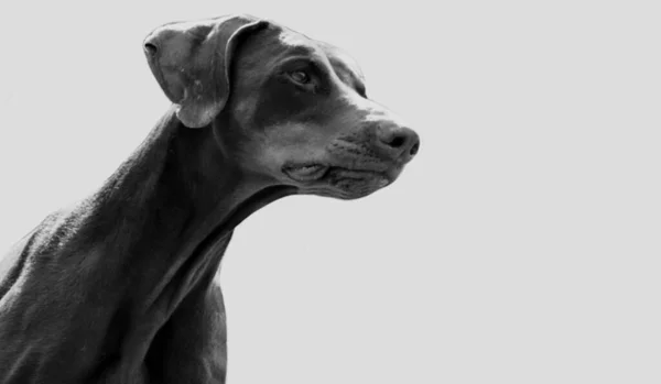 Incroyable Chien Dobermann Gros Plan Dans Fond Blanc — Photo