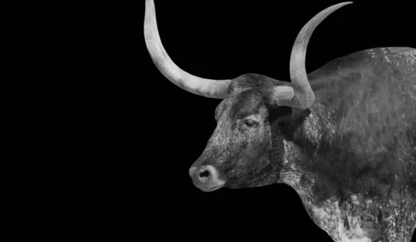 Black And White Cow With Two Big Horned In The Black Background