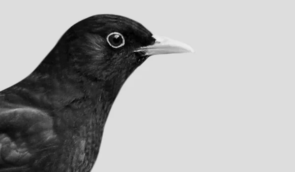Pájaro Negro Primer Plano Fondo Blanco —  Fotos de Stock