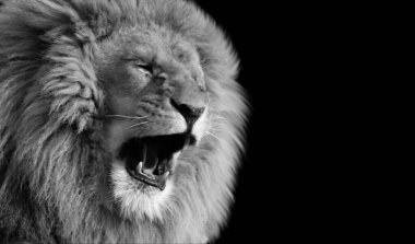 Kızgın Siyah ve Beyaz Aslan Siyah Arkaplanda Kükreyen