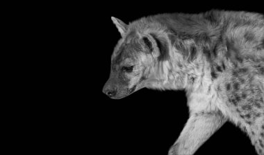 Kara Arkaplanda Yürüyen Tehlikeli Vahşi Sırtlan