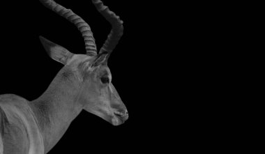 Kederli Siyah ve Beyaz Impala Karanlık Arkaplanda