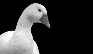 Şirin Beyaz Ördek Siyah Arkaplanda Yakın Çekim