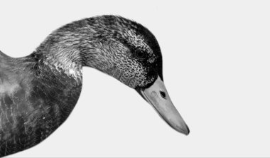 Beyaz Arkaplanda Ördek Portresi