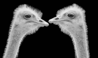 Karanlık Arkaplanda İki Devekuşu Kafası