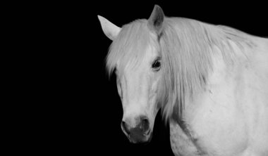 Güzel Beyaz At Siyah Arkaplanda İzole Edildi