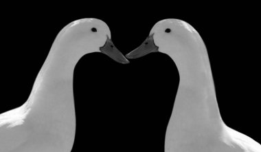 Siyah Arkaplanda İki Şirin Beyaz Ördek