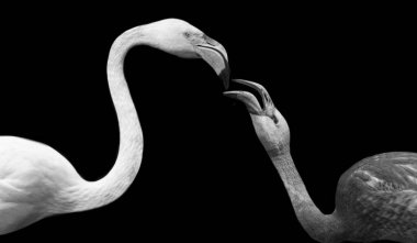 Siyah Arkaplanda Öpüşen Çift Flamingo