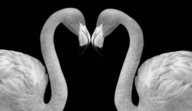 Siyah arka planda iki siyah ve beyaz çift flamingo kuşu