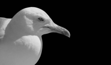 Güzel Beyaz Martı Siyah Arkaplanda Yakın Çekim