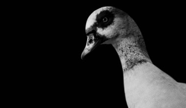 Siyah ve Beyaz Ördek Portresi Karanlık Arkaplanda