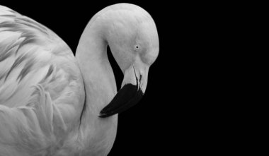 Siyah Arkaplanda Güzel Beyaz Flamingo Kapanışı