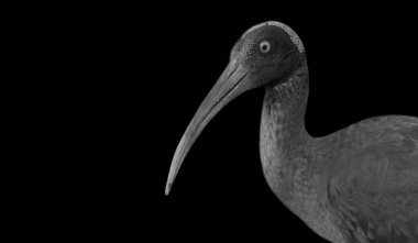 Kara Arkaplanda Ibis Büyük Kuş Kapanış Yüzü