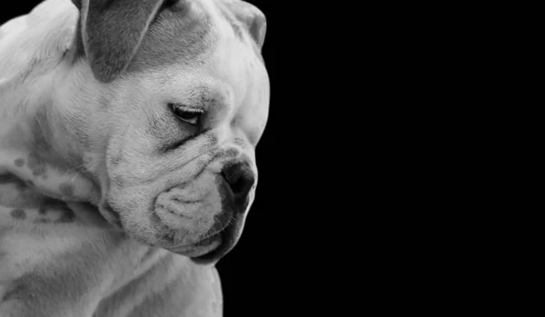 Cute Bull Dog Face In The Black Background