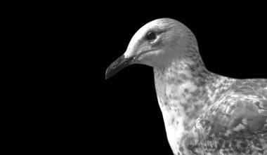 Siyah ve Beyaz Avrupa Ringa Martıları Siyah Arkaplanda