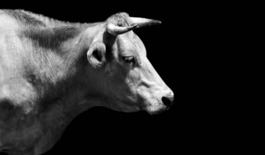 Siyah arka planda Siyah ve Beyaz İnek Yüzü