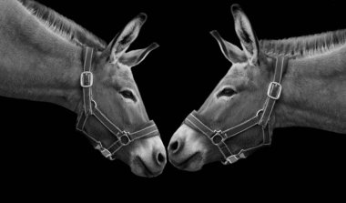 Siyah arka planda birbirine yakın iki eşek.