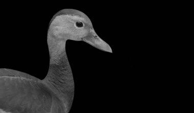 Siyah Göbekli Islık Çalan Ördek Siyah Arkaplanda Şirin Bir Yüz