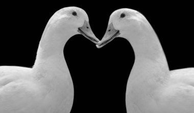 Siyah Arkaplanda İki Mutlu Ördek Portresi