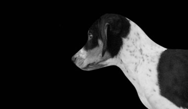 Karanlık Arkaplanda Sevimli Mutsuz Siyah ve Beyaz Köpek