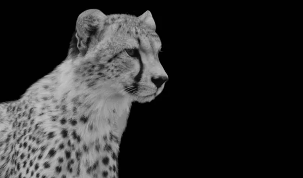 Tehlikeli Çita Siyah Arkaplanda Oturuyor — Stok fotoğraf