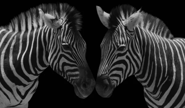 Piękna Para Zebra Miłość Czarnym Tle — Zdjęcie stockowe