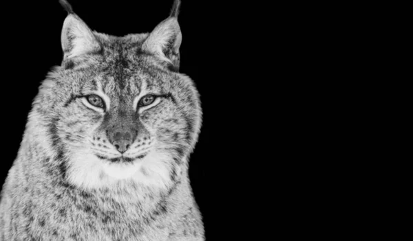 Pericoloso Solitario Lince Gatto Primo Piano Nero Sfondo — Foto Stock