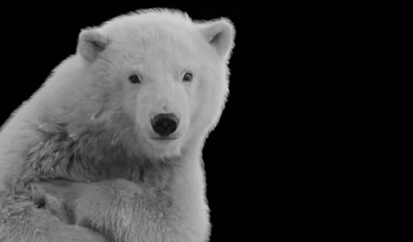Carino Divertente Polare Orso Primo Piano Nero Sfondo — Foto Stock