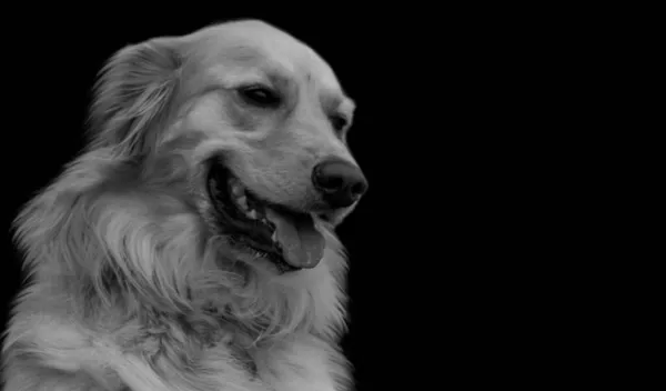 黒と白のゴールデンレトリバー犬の顔黒の背景 — ストック写真