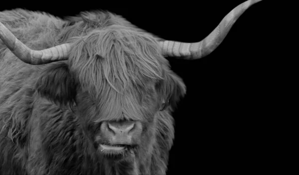 Big Horn Highland Portrait Bétail Dans Fond Noir — Photo