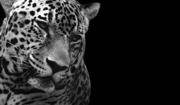 Perigoso Preto Branco Leopardo Close Rosto Fundo Escuro — Fotografia de Stock