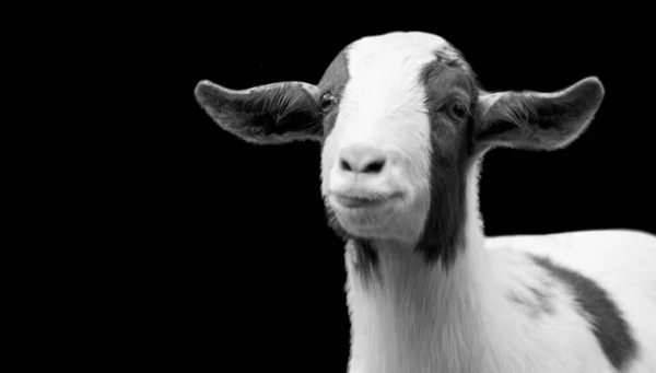 Cute Black White Goat Portrait Dark Background — Stock Photo, Image